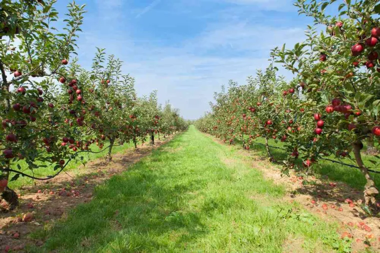 Taille d'arbres fruitiers, Grenoble, Arbor'Alpes