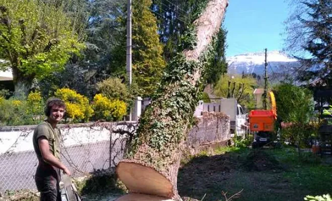 Travaux d'abattage d'arbres, Grenoble, Arbor'Alpes