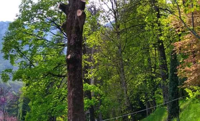 Travaux de taille d'arbres, Grenoble, Arbor'Alpes